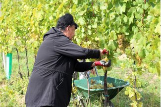 vino